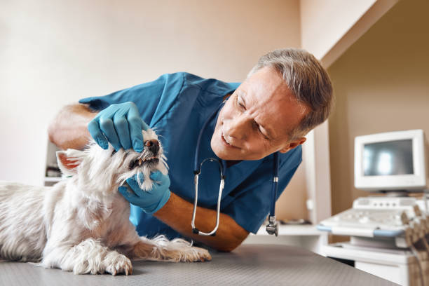 Best Mobile Emergency Dentist in Dent, OH